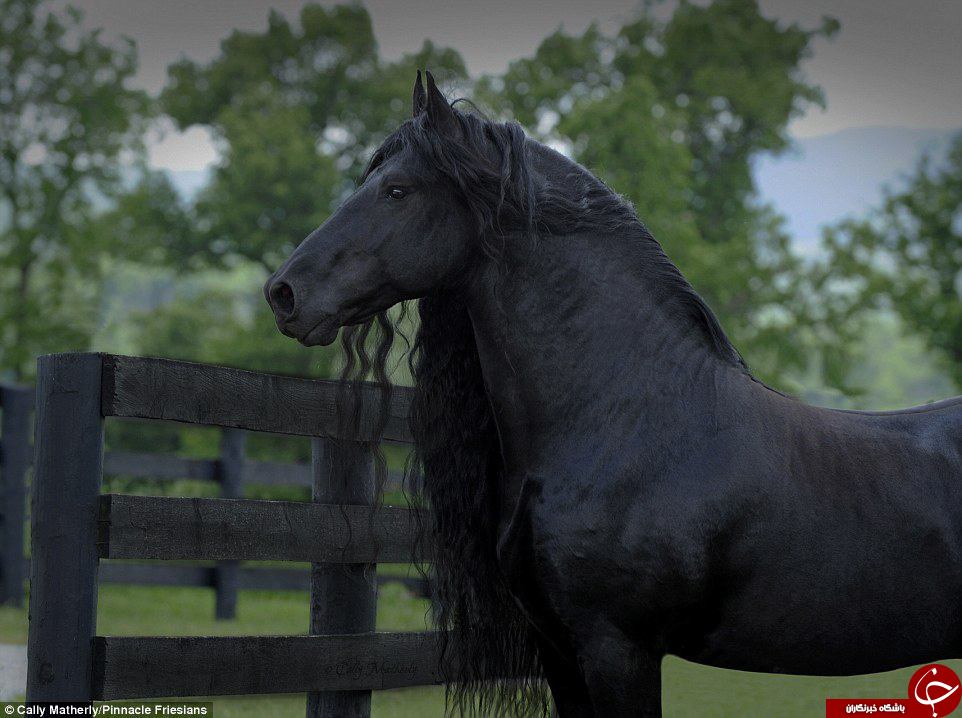 نمایش دیدنی خوشگل ترین اسب دنیا +عکس و فیلم