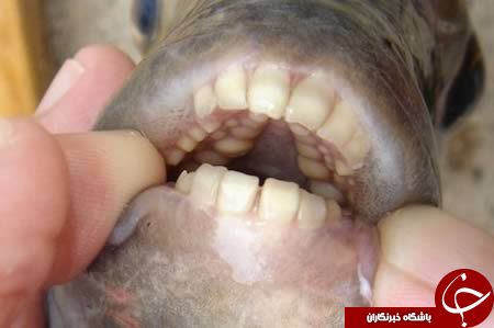 موجوداتی با دندان های عجیب وباورنکردنی+تصاویر