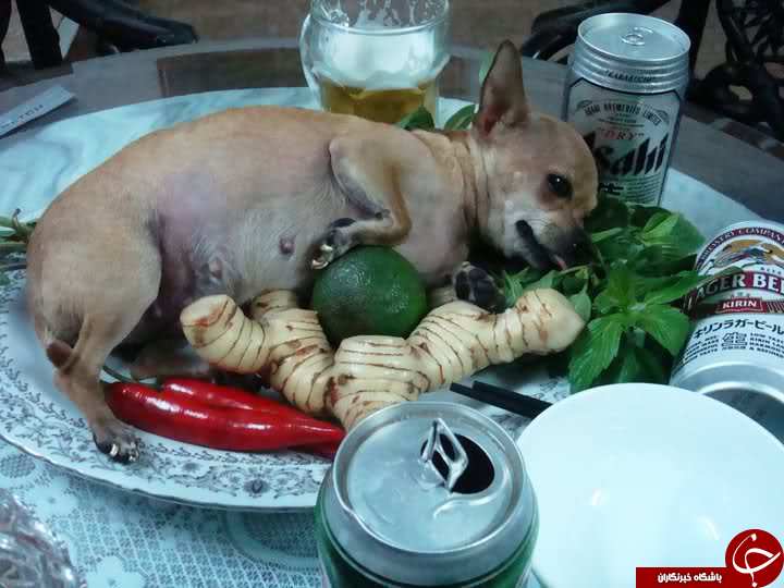 آغاز تهوع‌آورترین جشنواره جهان/ چینی‌ها 10 هزار سگ را ظرف 10 روز می‌خورند!+10 عکس