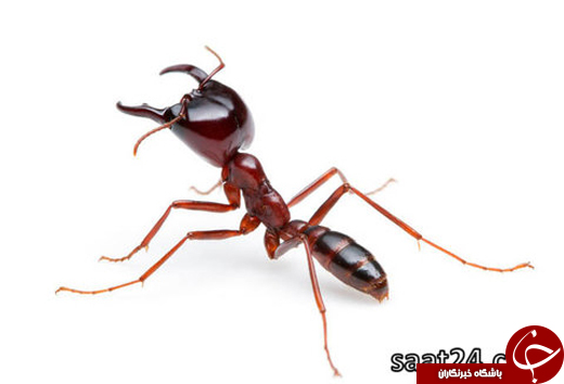 عکس/ خطر مرگ در کمین انسان با قورباغه‌ی دارتی و مورچه‌ی سیفو