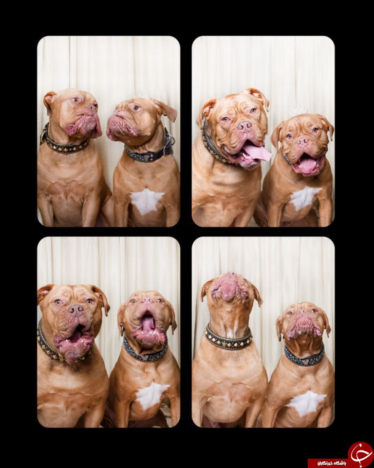 وقتی سگ‌ها مقابل دوربین ژست می‌گیرند+تصاویر
