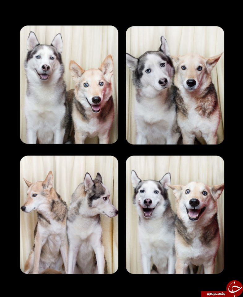وقتی سگ‌ها مقابل دوربین ژست می‌گیرند+تصاویر