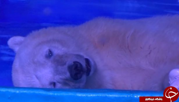 به دام افتادن یک خرس قطبی در غم انگیزترین باغ وحش جهان+ تصاویر