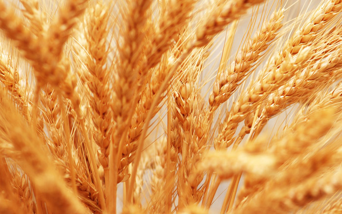 خرید تضمینی 6 هزار تن گندم در کبودراهنگ