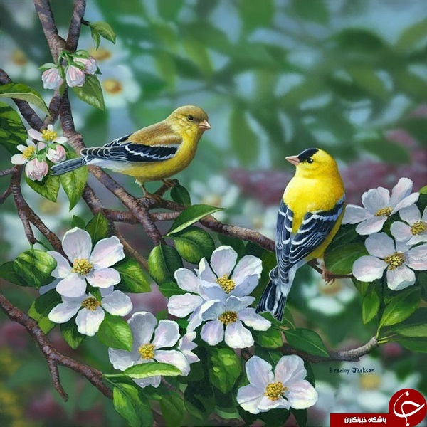 نقاشی زیبا از پرندگان + تصاویر 