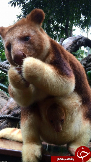 به دنیا آمدن کانگوروی درختی بعد از 36 سال در باغ وحش +تصاویر