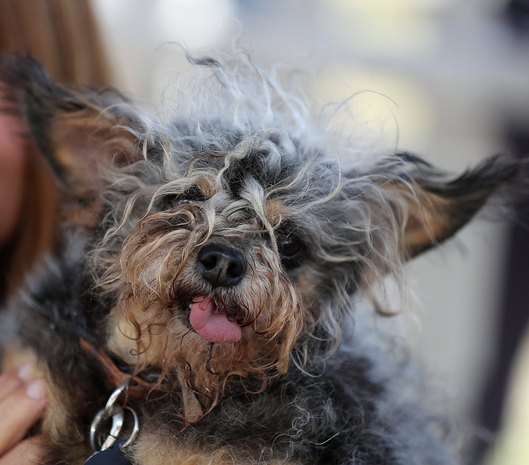 مسابقه زشت‌ترین سگ‌های دنیا +تصاویر