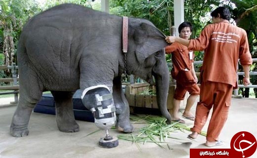 موشا، نخستین فیلی که پای مصنوعی دارد + عکس