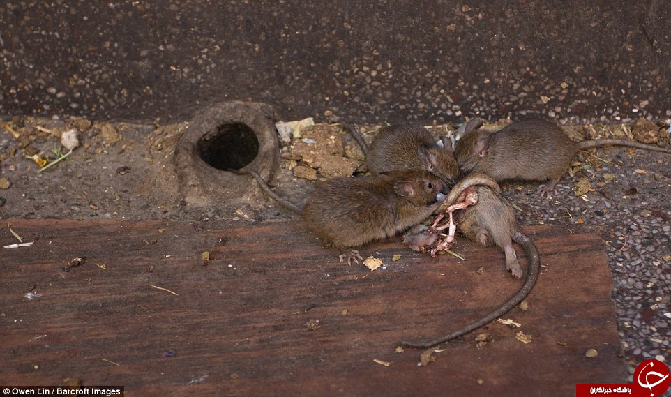 در هند موش‌ها هم مقدسند