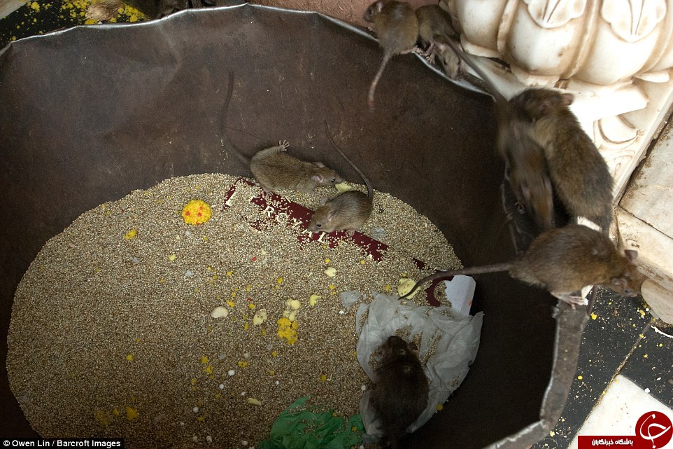 در هند موش‌ها هم مقدسند