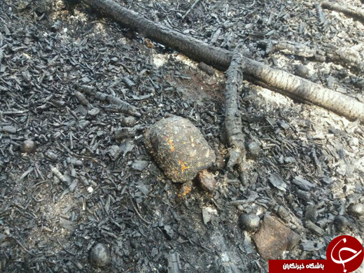 مرگ لاک پشت‌ها در اثر آتش سوزی در باغ + تصاویر