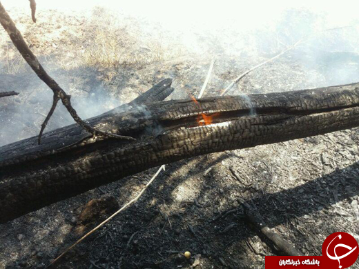 مرگ لاک پشت‌ها در اثر آتش سوزی در باغ + تصاویر