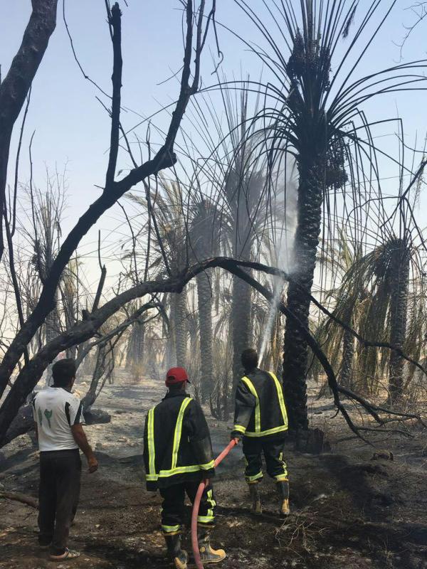 عامل انسانی و گرمای هوا علت آتش سوزی در نخلستان های دشتی