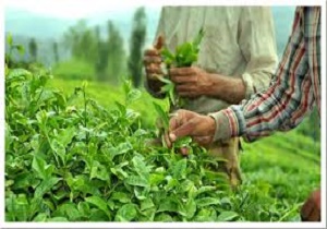 افزایش 50 درصدی در آمد چایکاران/ واردات چای آب رفت