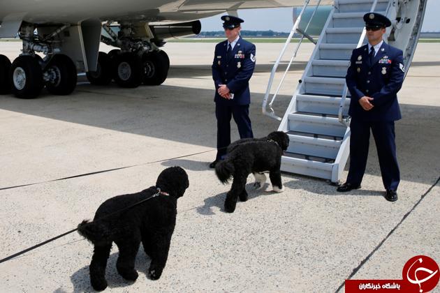 عکس خبر؛ سگ‌های غول پیکر اوباما در فرودگاه و آمادگی برای آغاز تعطیلات+عکس