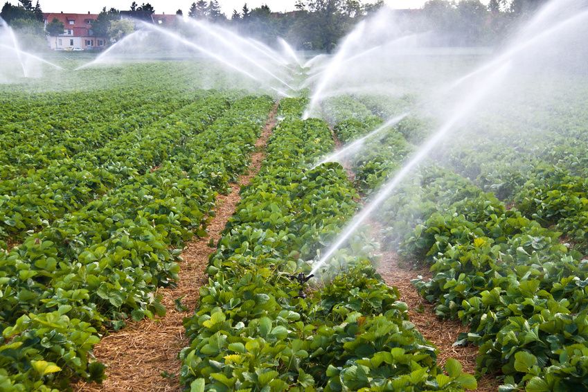بهینه سازی در مصرف آب کشاورزی، نیازمند مدیریت کلان