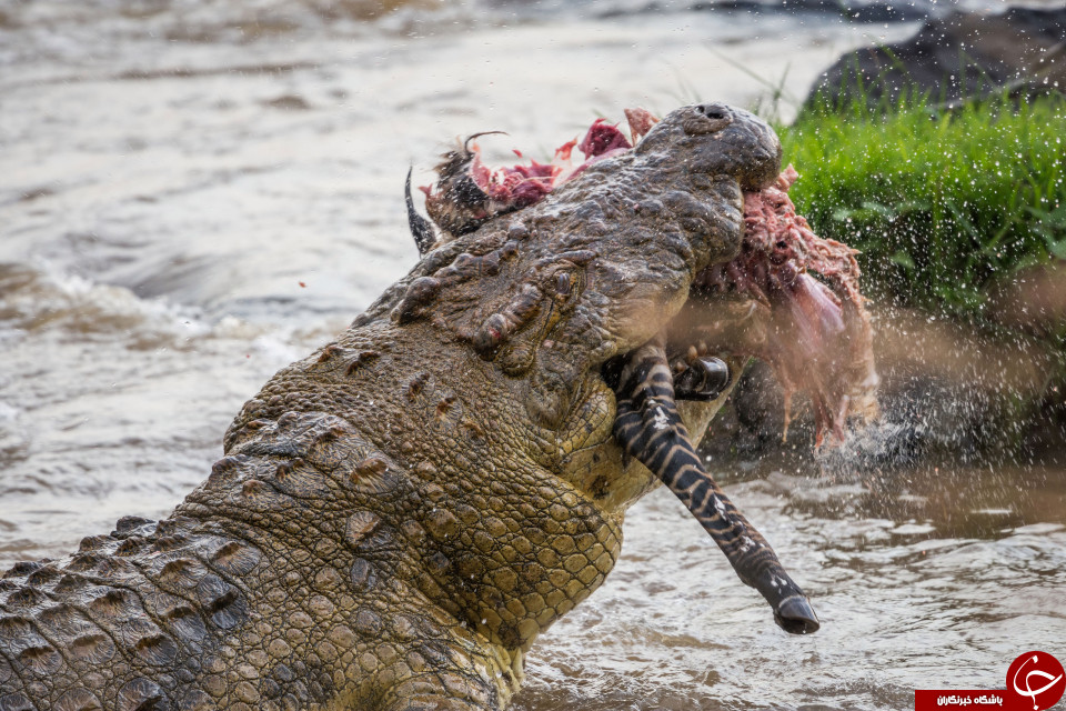 تصاویری دلخراش از لحظات وحشتناک شکار یک گورخر به دست تمساح + 10 عکس