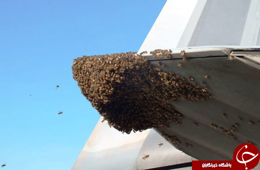 زنبورها پیشرفته‌ترین جنگنده جهان را زمین‌گیر کردند +عکس