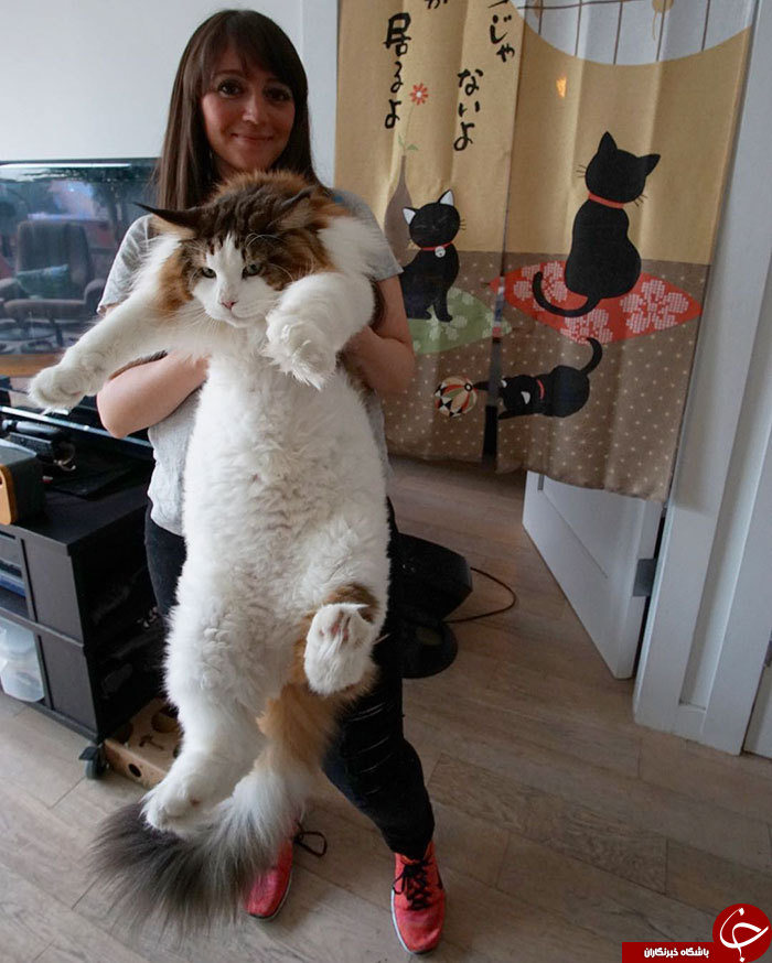 سامسون بزرگترين گربه دنيا