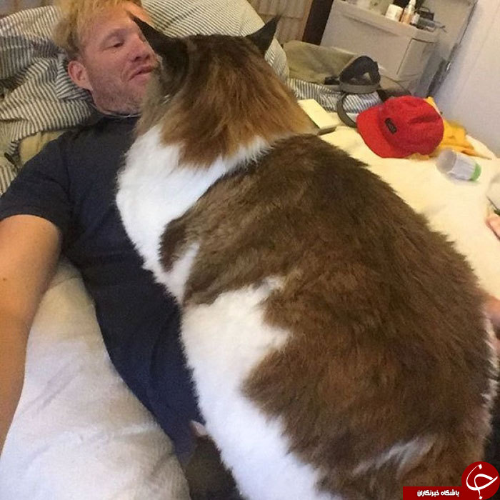 بزرگ‌ترین گربه جهان را اینجا ببینید +تصاویر