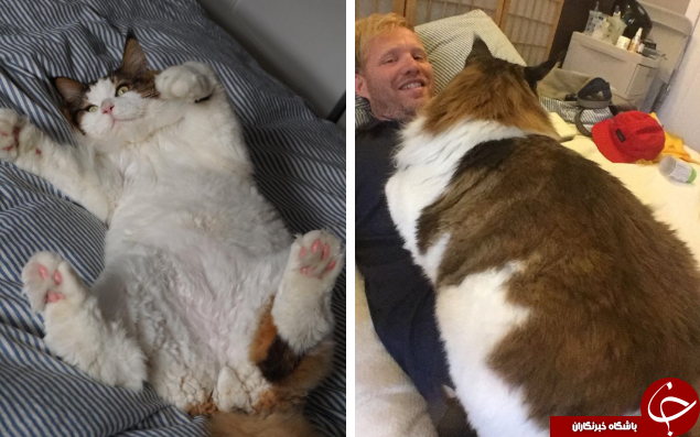 آیا این گربه چاق‌ترین گربه خانگی جهان است؟+تصاویر