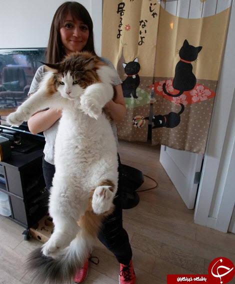 آیا این گربه چاق‌ترین گربه خانگی جهان است؟+تصاویر