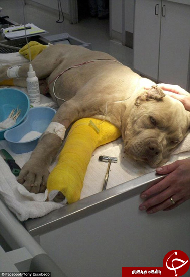 سگی که از خودروی له شده سالم بیرون کشیده شد +تصاویر