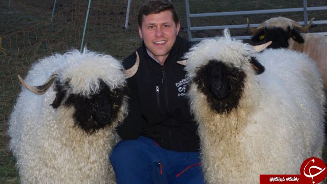 نمایش بانمک ترین گوسفند جهان در انگلیس+ تصاویر