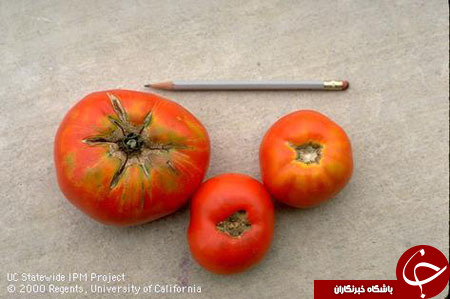 اقدام جالب والمارت برای کاهش دور ریز میوه و سبزیجات+ تصاویر