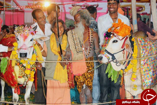 تصاویری از مراسم ازدواج گاوها در هندوستان
