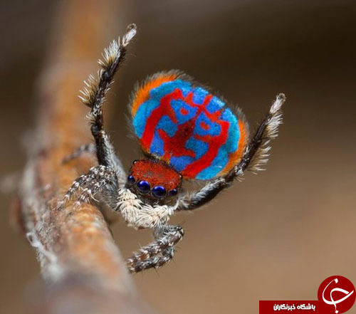 زیبایی آفرینش در رنگین کمان عنکبوت‌های طاووسی+ تصاویر