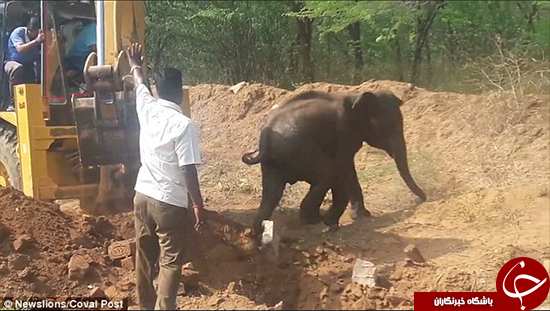عملیات نجاتی برای بچه فیل +تصاویر