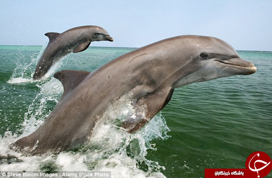 دلفین‌ها با هم مثل انسان‌ها صحبت می‌کنند +تصاویر
