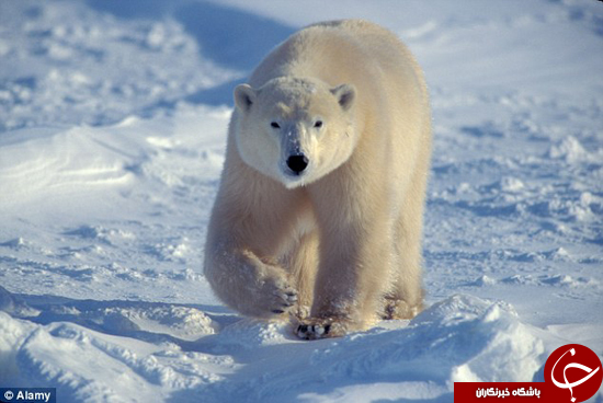 گیر افتادن دانشمندان در محاصره خرس‌های قطبی +تصاویر
