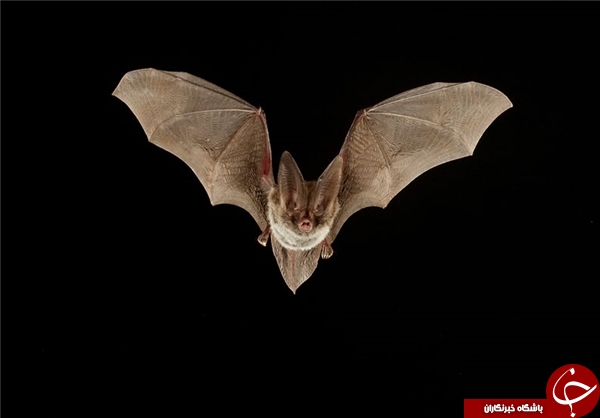 20 نکته‌ای که در مورد خفاش‌ها نمی‌دانید