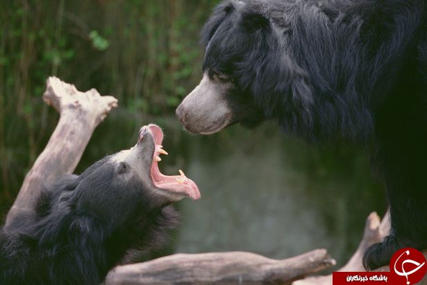وحشتناک‌ترین حمله خرس خشمگین به انسان و مُثله شدن کشاورز نگون بخت+ تصاویر(18+)