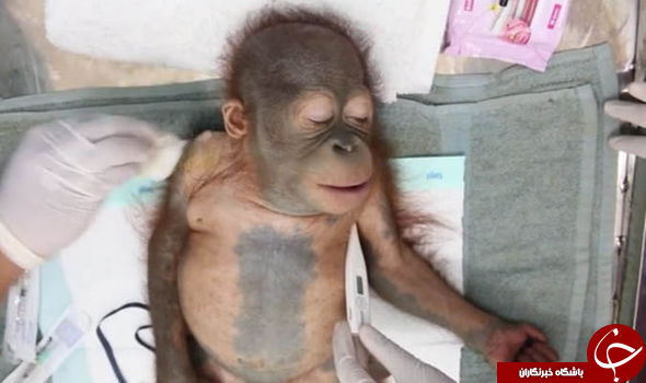 لحظه بیرون آوردن گلوله از بدن بچه اورانگوتانِ یتیمی که جهان را شوکه کرد+ تصاویر