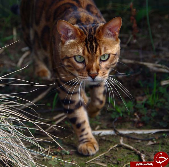 خوش عکس‌ترین گربه دنیا با پوستی شبیه به پلنگ+تصاویر