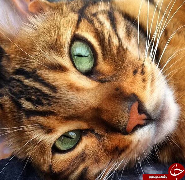خوش عکس‌ترین گربه دنیا با پوستی شبیه به پلنگ+تصاویر