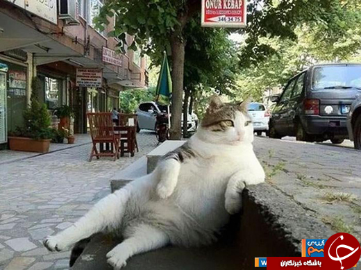 عکس/ گربه مشهور استانبول جاذبه توریستی این شهر شد!