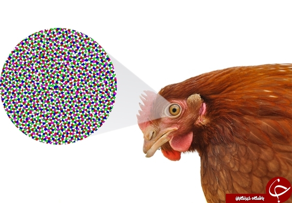 ﻿کشف راز ساختار سلولی چشمان پیچیده مرغ