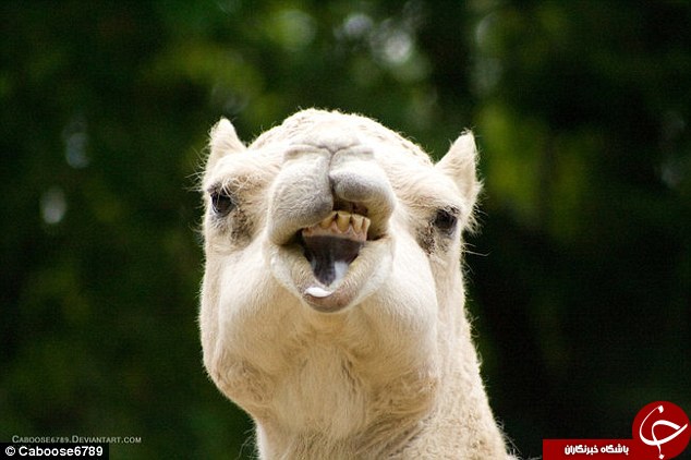 تصاویری از حیوانات که خود حیوانات را به خنده می اندازد