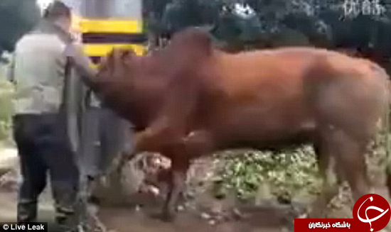 آزار دادن گاو در چین +تصاویر
