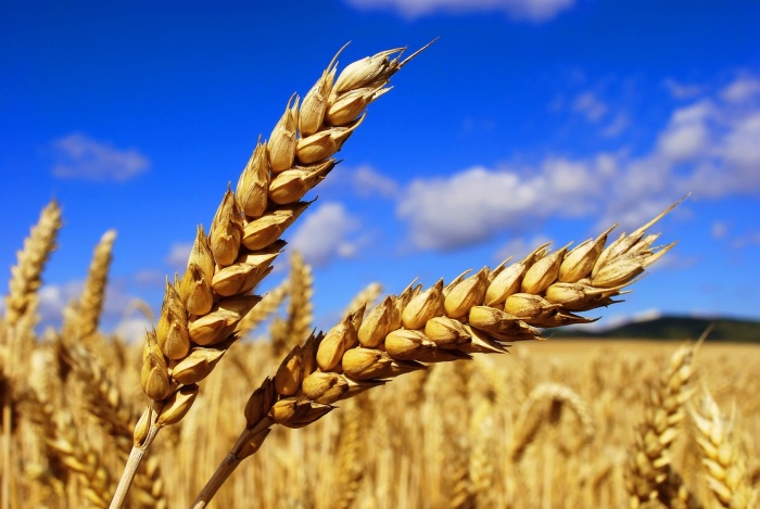 نرخ خرید تضمینی گندم افزایش می یابد؟