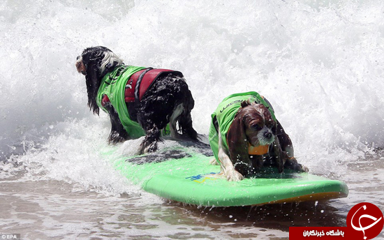 رقابت‌های موج‌سواری سگ‌ها +تصاویر