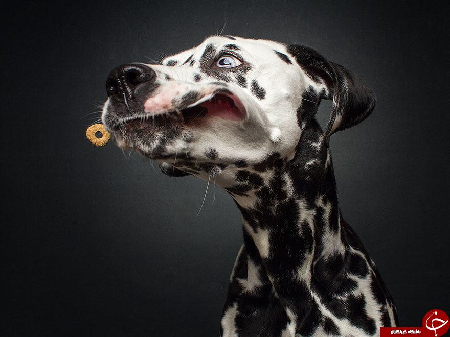 سگ‌هایی که سوژه عکاس آلمانی شدند (+عکس)