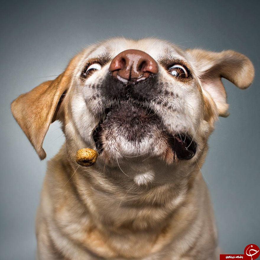 سگ‌هایی که سوژه عکاس آلمانی شدند (+عکس)