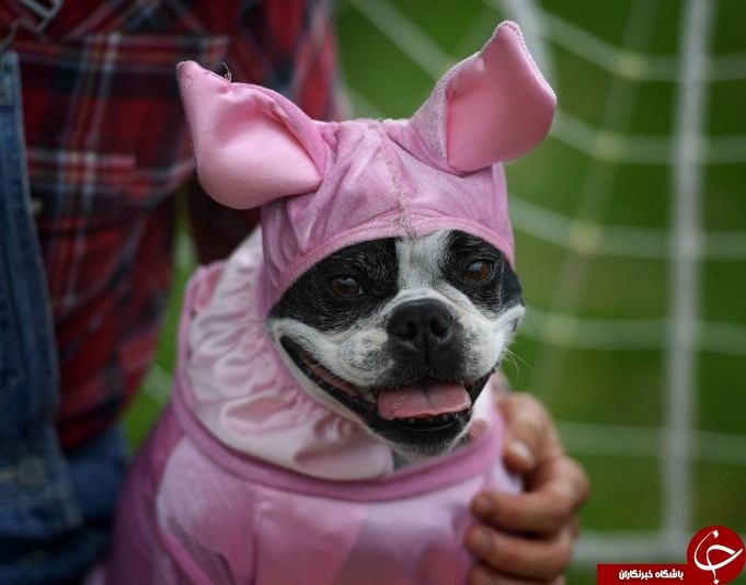 پوشش عجیب سگ‌ها در رژه سگ‌های هالووین عکس