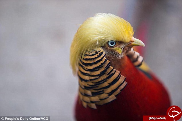 آیا این پرنده شبیه ترامپ است + تصاویر