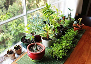 با کدام گیاهان می‌توان هوای منزل و محیط کار را تصفیه کرد؟